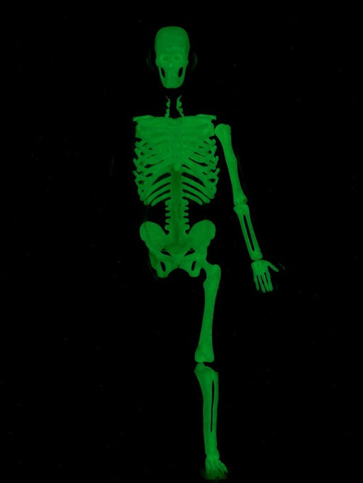 Набор для опытов по анатомии Строение тела, светится в темноте, с мягкими органами - Эврики фото 18