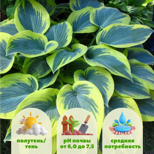 Хоста Фест Фрост (Первый морозец)