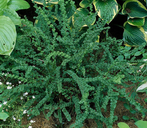 Кочедыжник Frizelliae (Женский) - Голландские луковицы фото 5