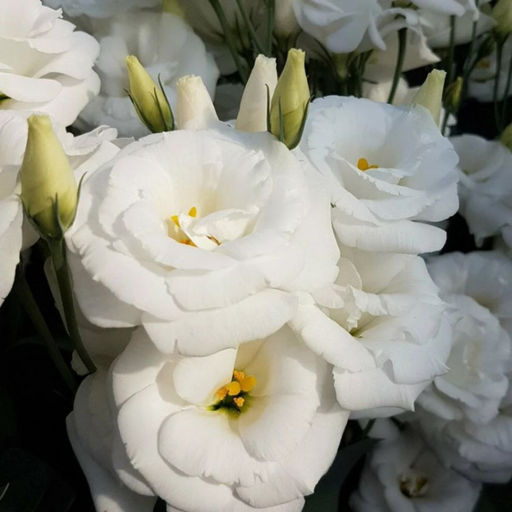 6286U Эустома Супер Мэджик F1 Пьюр Вайт 5шт