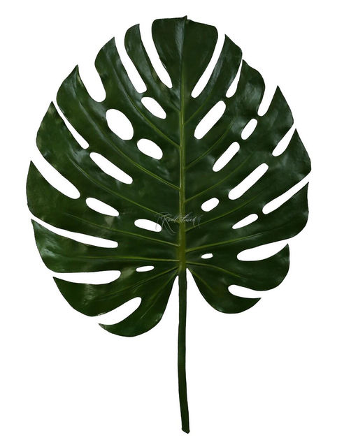Лист монстеры SPU гигант - Зеленый - Real touch фото 2