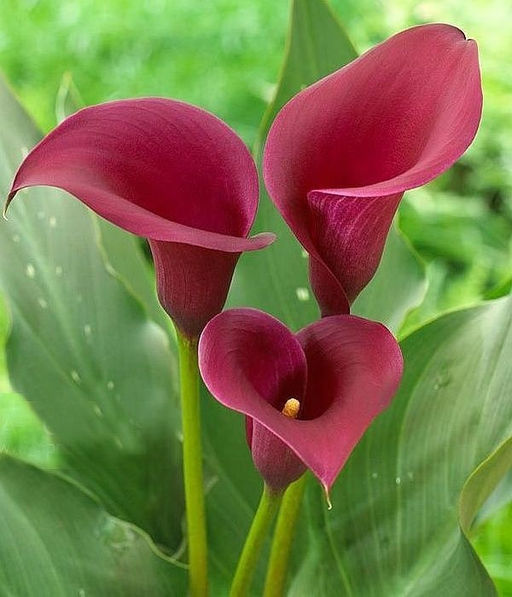 КАЛЛА Сайгон Разбор 12/14 Кол-во упак., шт 2