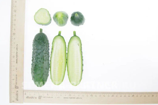 Огурец пчелоопыляемый Спринт - Партнер фото 4