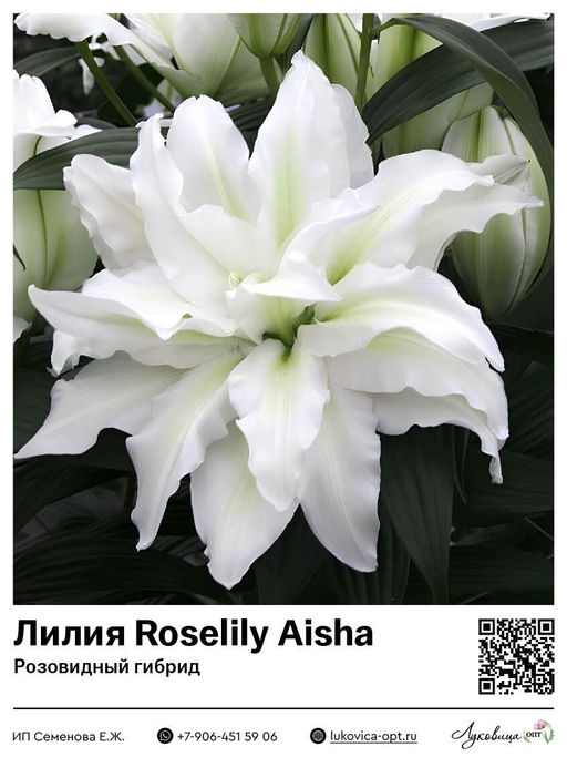 Лилия Roselily Aisha (Розовидный гибрид)