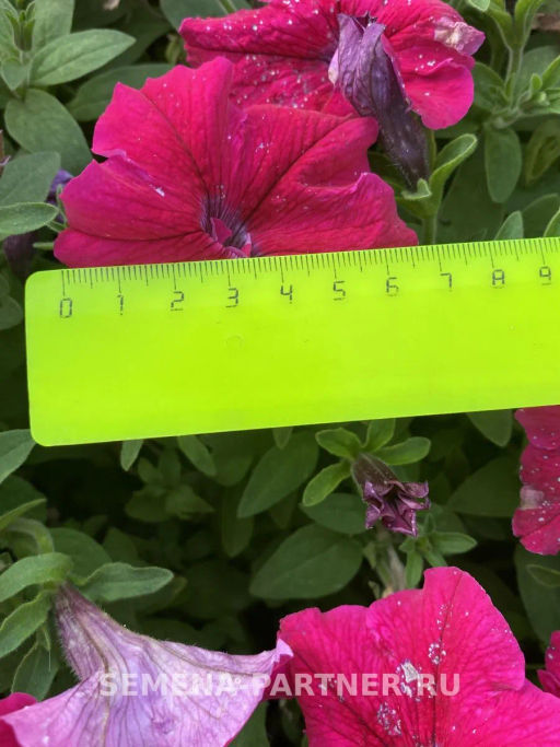 Петуния Супремо Эмилия полуампельная тёмно-розовая - Партнер фото 7