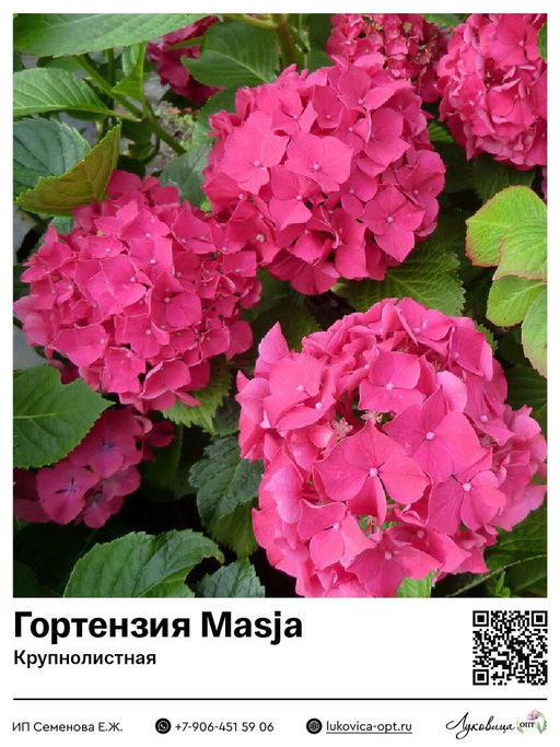 Гортензия крупнолистная Masja (Мася)