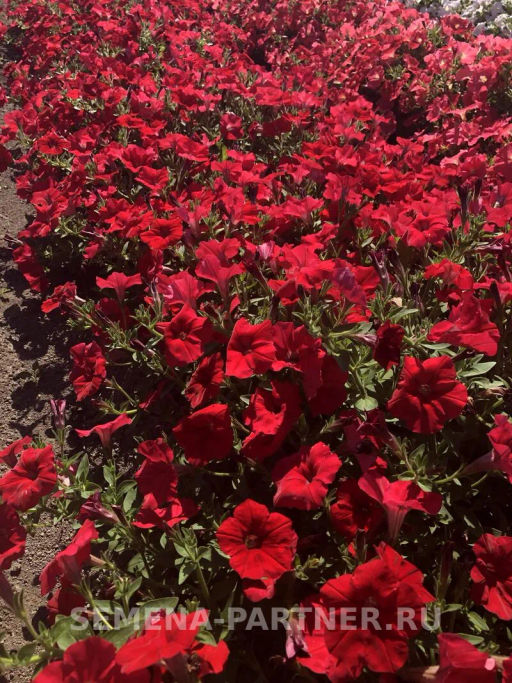 Петуния Мон Амур Берзе прямостоячая скарлет - Партнер фото 3