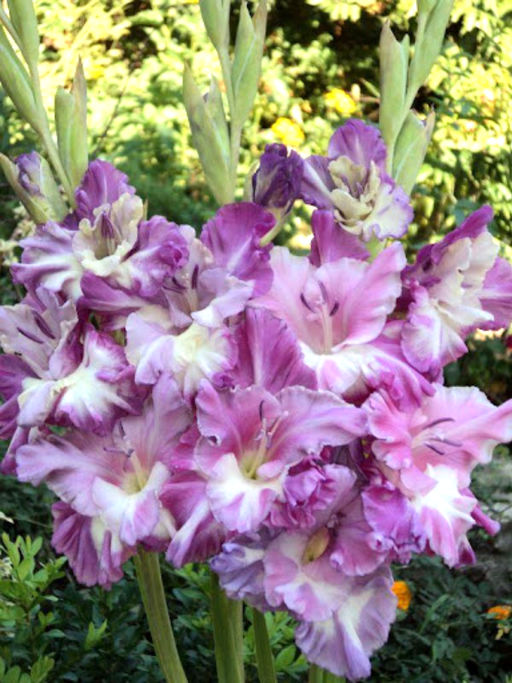 ГЛАДИОЛУС Розетт Разбор 10/12 Кол-во упак., шт 8