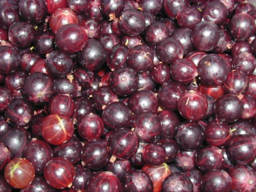 Крыжовник Северный капитан