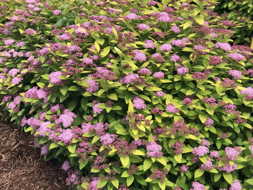 Спирея японская Макрофила - Долина роз фото 2