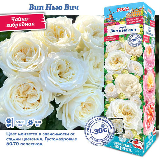Роза Вип Нью Вич (Чайно-гибридная) 1шт