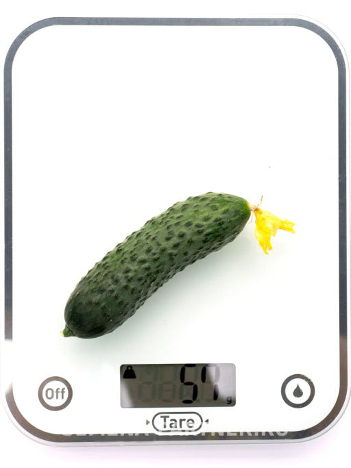 Огурец партенокарпический Дружный - Партнер фото 8