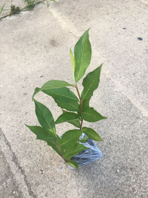 Вейгела розовая