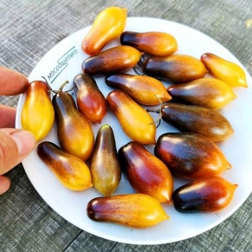 Помидоры Индиго Кумкват - Indigo Kumquat Tomato