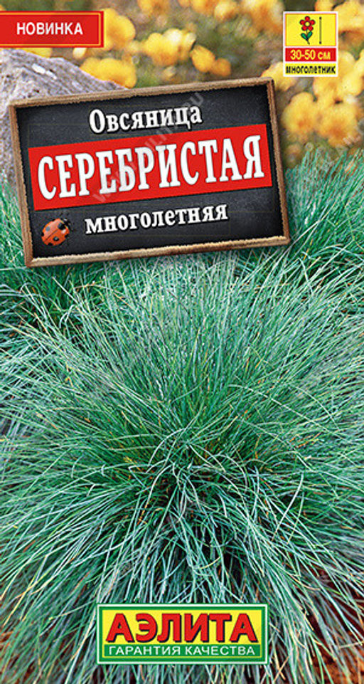 1645A Овсяница Серебристая многолетняя 5шт