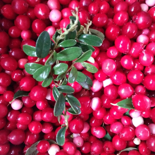 Брусника ЭРНТЕЗЕГЕН