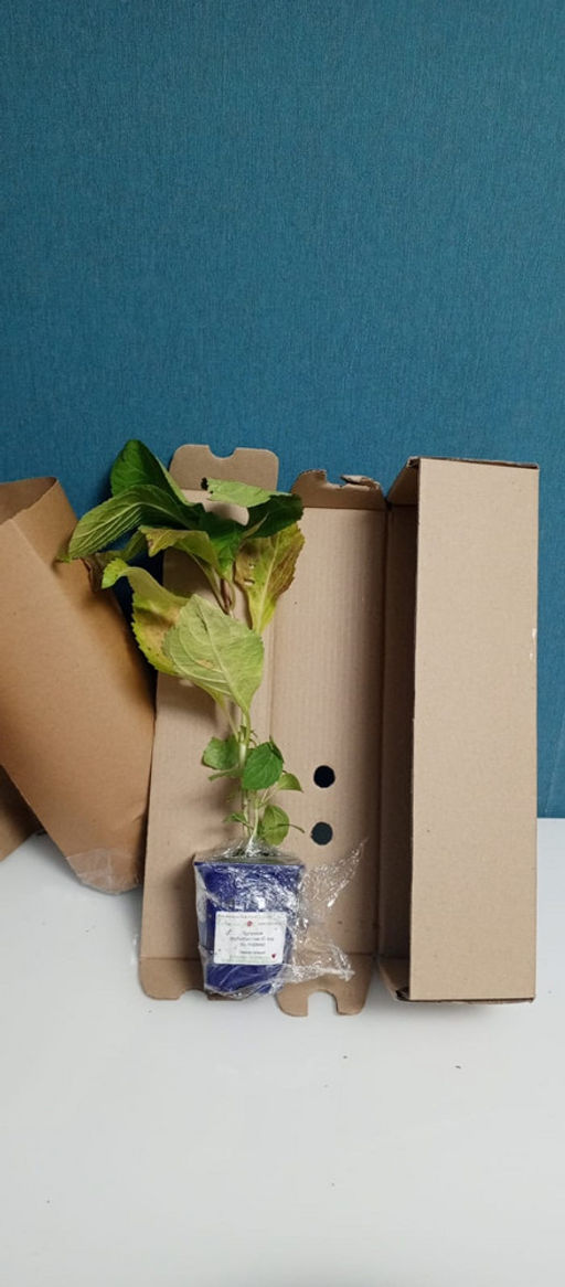 Гортензия крупнолистная Ю энд Ми Форевер