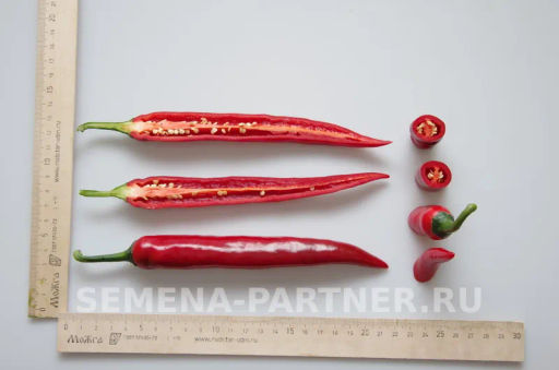 Перец острый Флорентина - Партнер фото 4