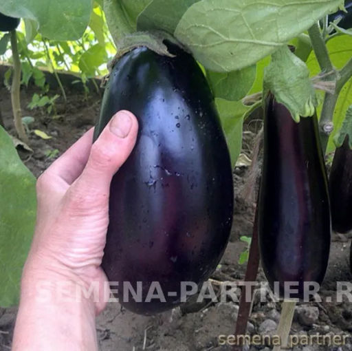 Баклажан Эпик - Партнер фото 2