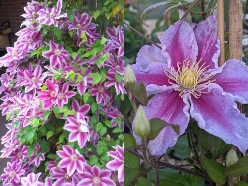 Клематис Тюдор - Долина роз фото 4