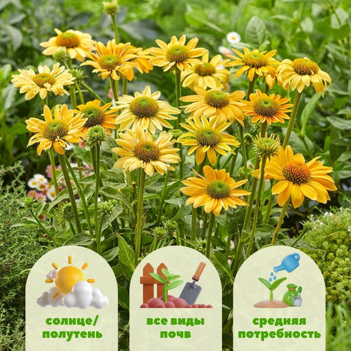 Эхинацея Меллоу Еллоу - Долина роз фото 2
