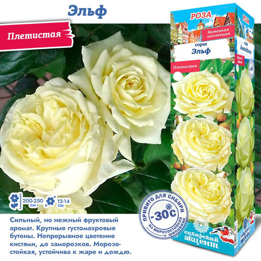 Роза Эльф (Плетистая) 1шт
