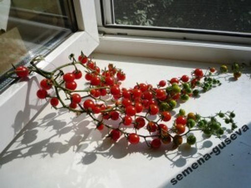 Томат Дикий Lycopersicon pimpinellifolium