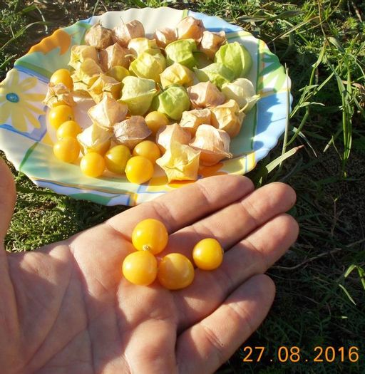 Физалис Ягодный Падающие Вишни Тёти Молли — Aunt Molly’s Ground Cherry