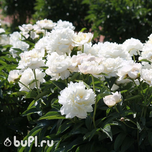 Пион Amalia Olson - Bufl фото 2