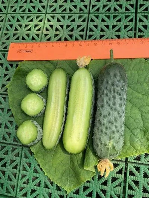 Огурец Мадрилене F1 5шт. (Семко)