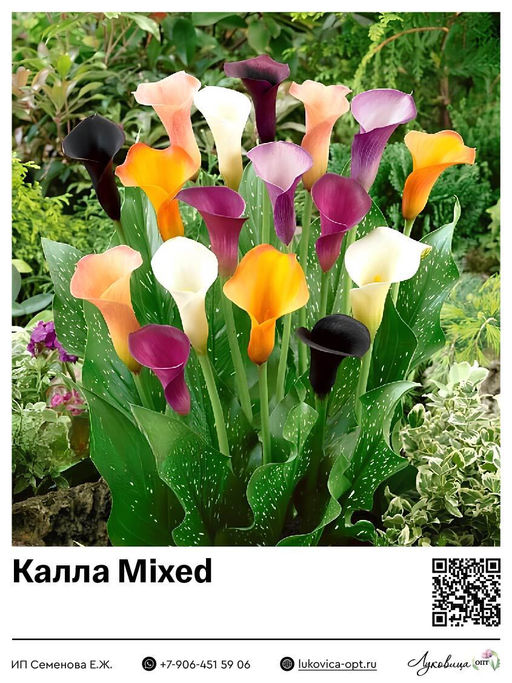 Калла Mixed