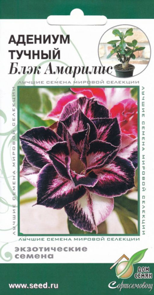 Адениум тучный Блэк Амарилис