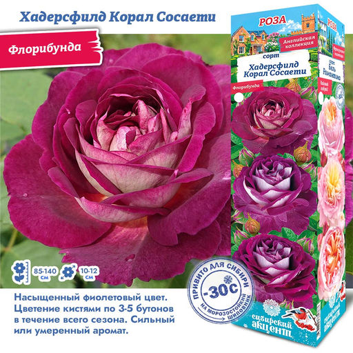 Роза Хадерсфилд Корал Сосаети (Флорибунда) 1шт