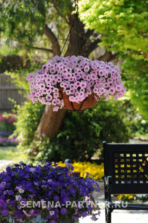 Петуния Шок Вэйв Пинк Вайн многоцветковая каскадная - Партнер фото 4