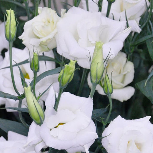 6285U Эустома крупноцветковая Арена F1 II Килиманджаро 5шт