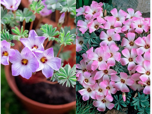 Оксалис железистолистный - Долина роз фото 3