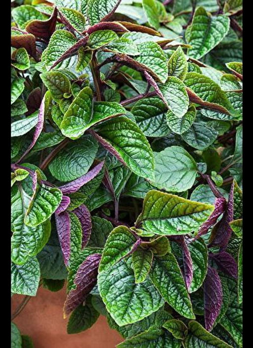 Плектрантус Nico - 1000корней фото 2