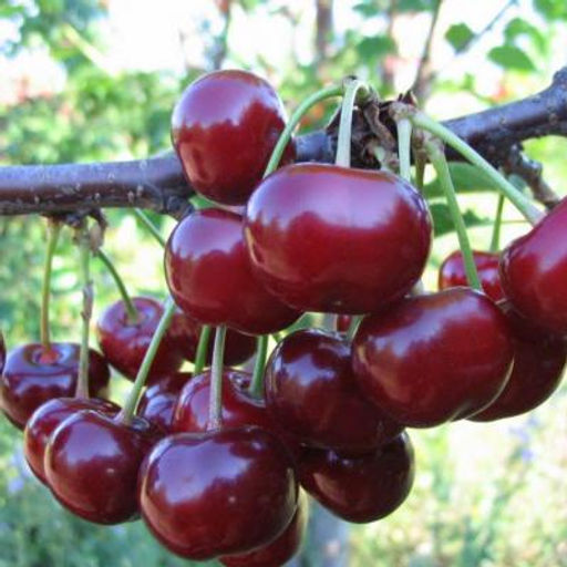 Вишня Английская ранняя - Долина роз фото 2