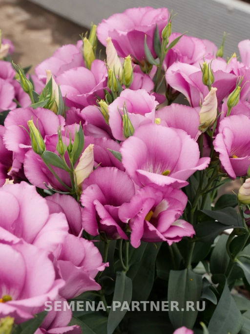 Эустома карликовая лиловая Мисс Шарли - Партнер фото 4