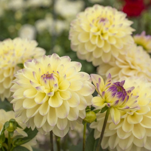 Георгина Лейк Кери бордюрная - Долина роз фото 4