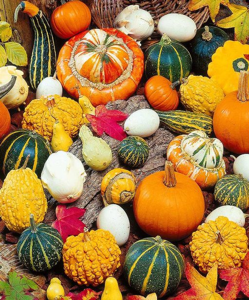 Тыква СКАЗКИ ШАХРЕЗАДЫ - Уральский дачник фото 2