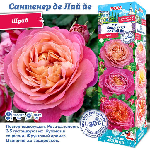 Роза Сантенер де Лий йе (Шраб) 1шт