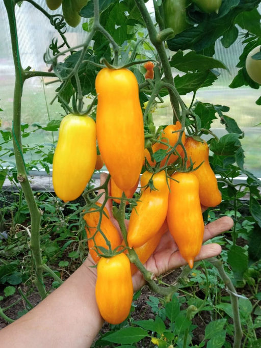 Томат ДЛИННЫЙ ЧУЛОК Множество плодов на каждом растении! Изумительный вкус! - Уральский дачник фото 2