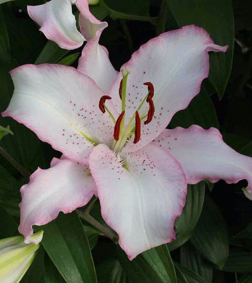 ЛИЛИЯ Бразилия Разбор 12/14 Кол-во упак., шт 5