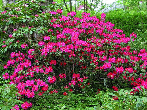 Рододендрон Гартендиректор Глокер - Долина роз фото 2