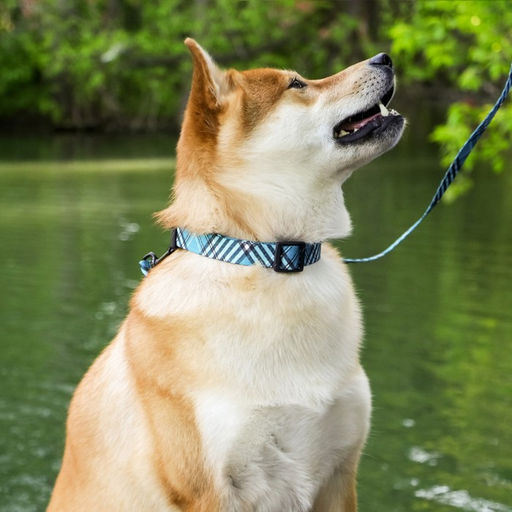 Ошейник Джентльмен, застёжка - фастекс, 2.5 см, 40-55 см - Пушистое счастье фото 2