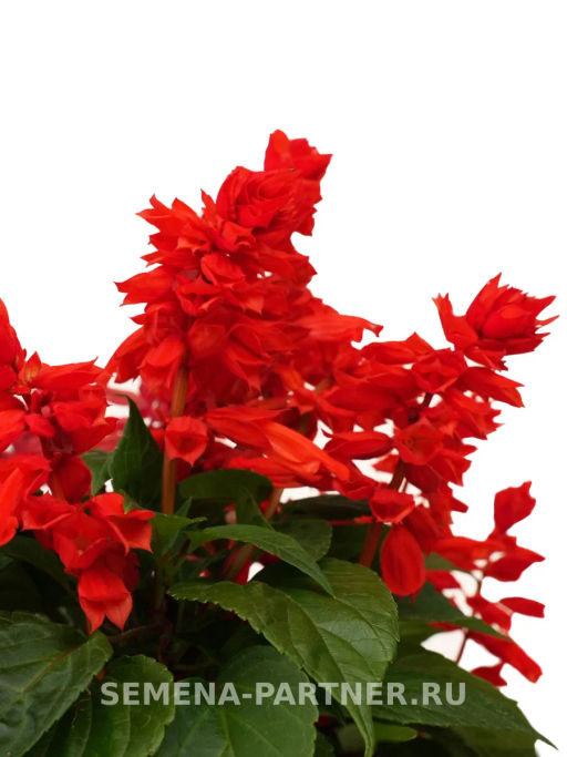 Сальвия сверкающая Фиоретти Брайт Ред - Партнер фото 3