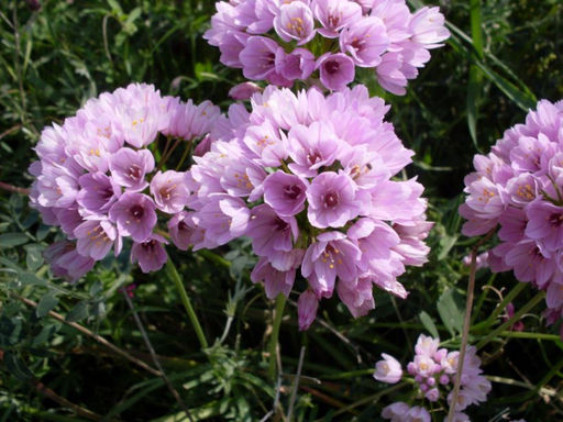 Allium Roseum (Лук декоративный Розеум) 5шт - Долина роз фото 3