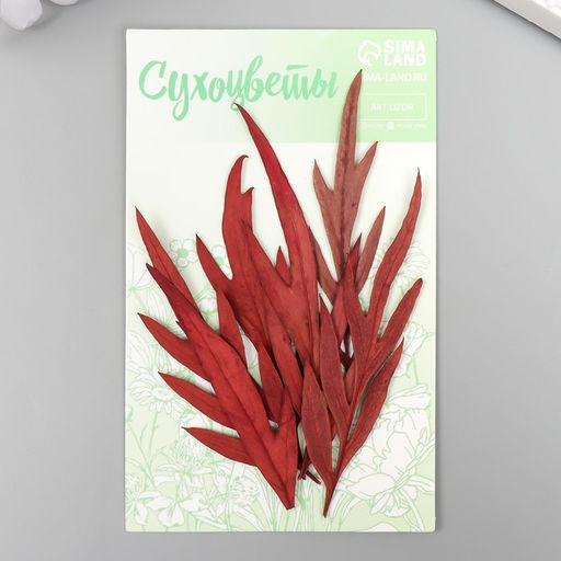 Цена за 6 шт. Сухоцвет Лист полыни горькой бордо h=5-8 см - Арт узор фото 4