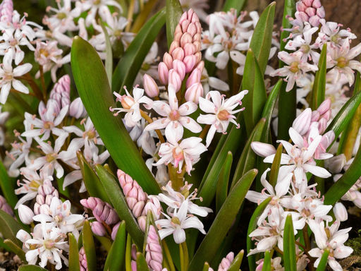 Сцилла Bifolia Rosea (Бифолия Розеа) 10шт - Долина роз фото 2